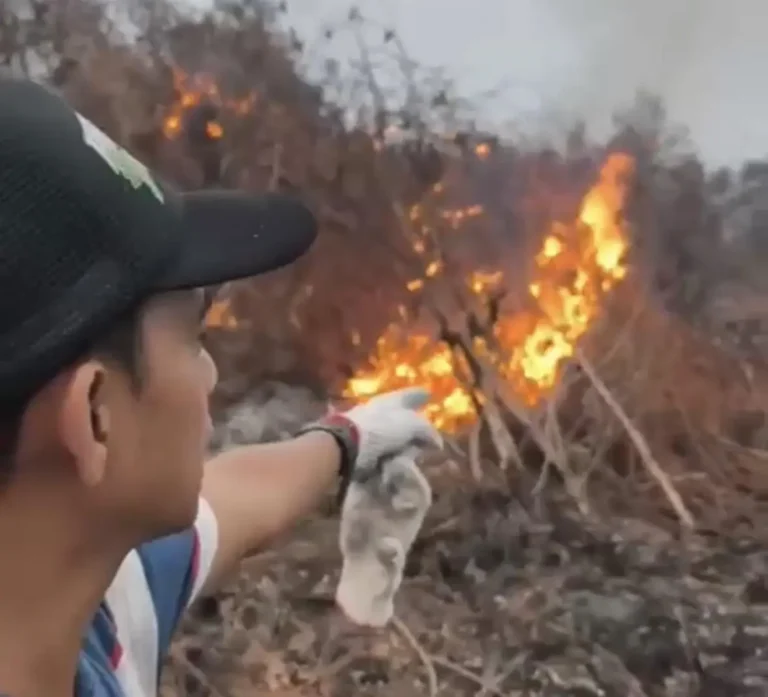 Viral Video Anggota DPRD Mempawah Bakar Lahan Hendak Ditanami Sawit, HMI Desak Polisi dan Gakkum KLHK Turun Tangan